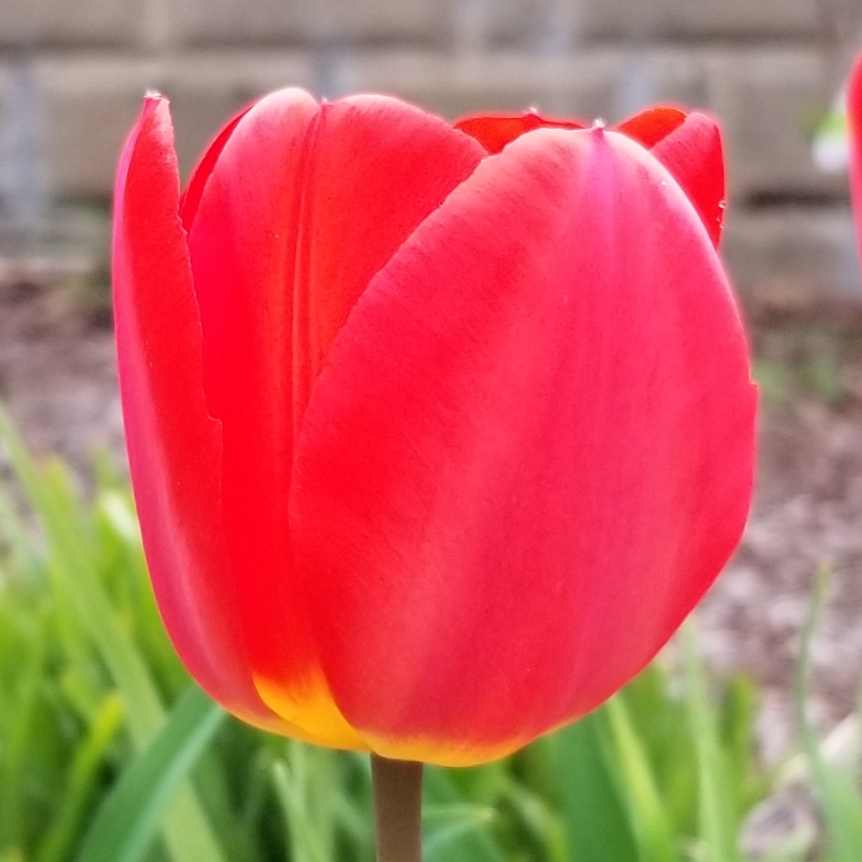 Red tulip